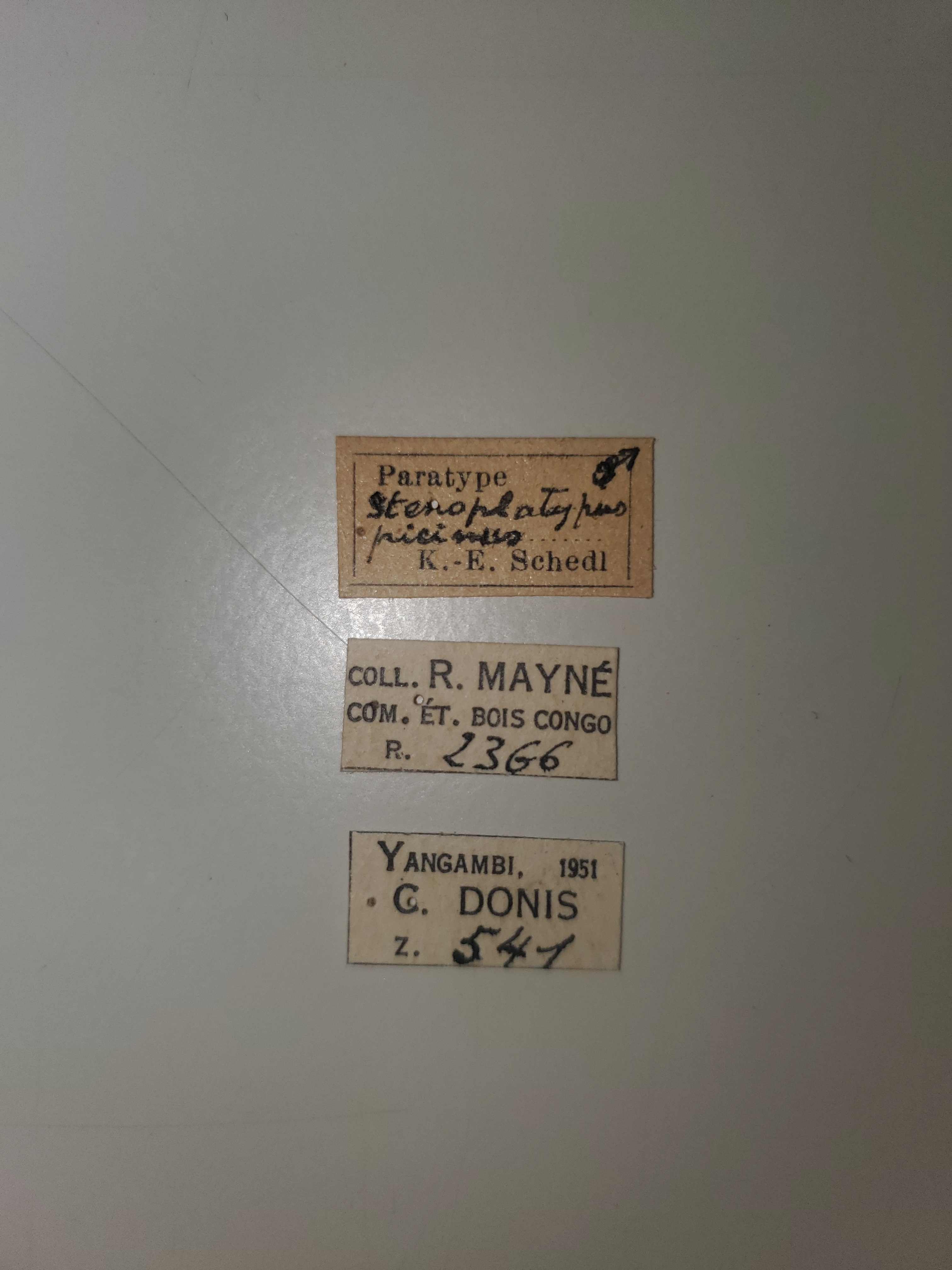 Stenoplatypus picinus M pt Labels