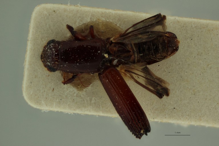 Stenoplatypus picinus M pt D Stenoplatypus picinus M pt D