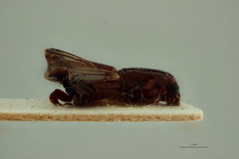 Stenoplatypus picinus M pt L Stenoplatypus picinus M pt L