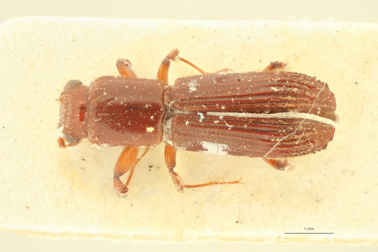 Symmerus persimilis M pt D Symmerus persimilis M pt D