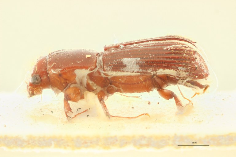 Symmerus persimilis M pt L Symmerus persimilis M pt L