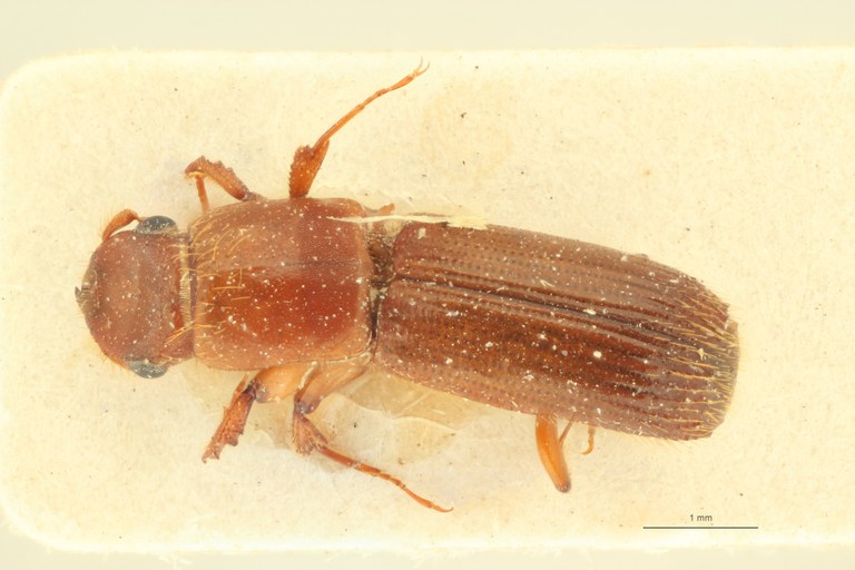 Symmerus persimilis F pt D Symmerus persimilis F pt D