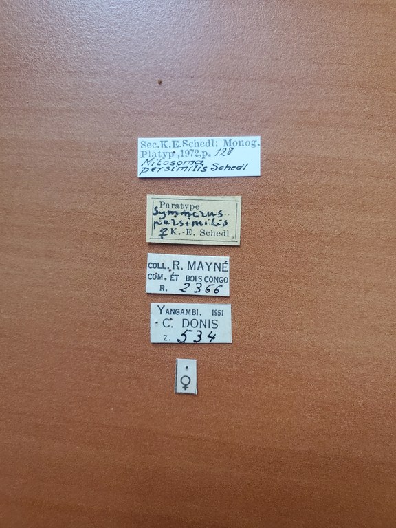 Symmerus persimilis F pt Labels Symmerus persimilis F pt Labels
