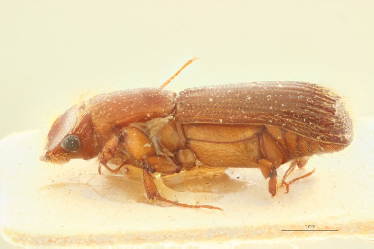 Symmerus persimilis F pt L Symmerus persimilis F pt L
