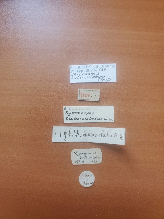 Symmerus tuberculatus F t Labels Symmerus tuberculatus F t Labels