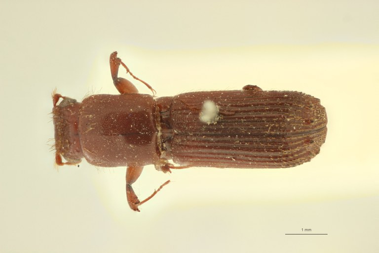 Symmerus tuberculatus F t D Symmerus tuberculatus F t D