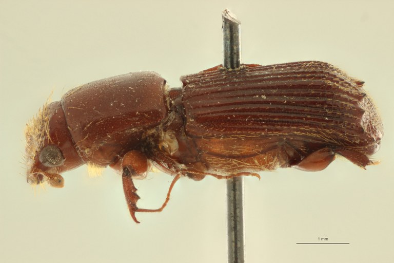 Symmerus tuberculatus F t L Symmerus tuberculatus F t L