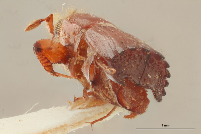 Tesserocerus dewalquei t Ba Tesserocerus dewalquei t Ba