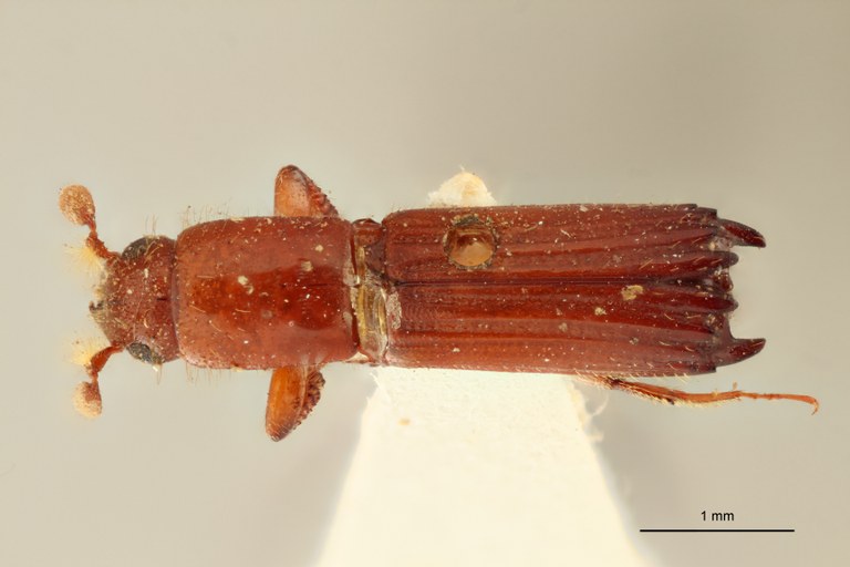Tesserocerus dewalquei t D Tesserocerus dewalquei t D