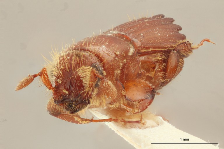 Tesserocerus dewalquei t F Tesserocerus dewalquei t F