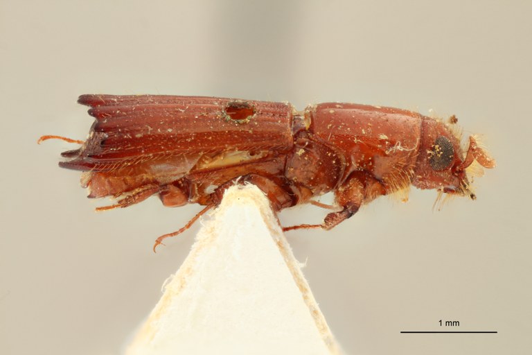 Tesserocerus dewalquei t L Tesserocerus dewalquei t L