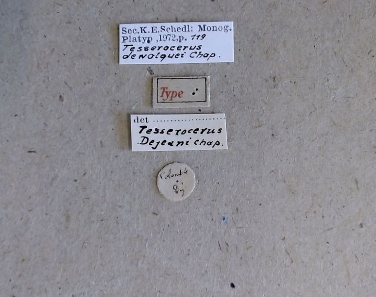 Tesserocerus dewalquei t Labels Tesserocerus dewalquei t Labels