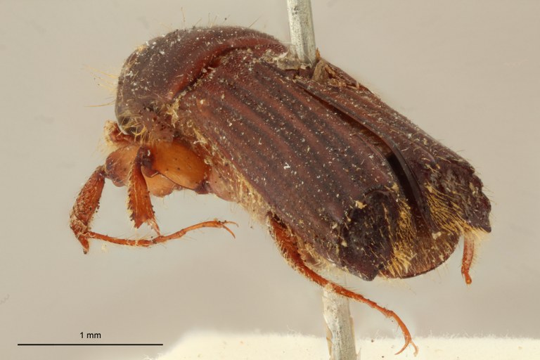 Tesserocerus elegans st Ba