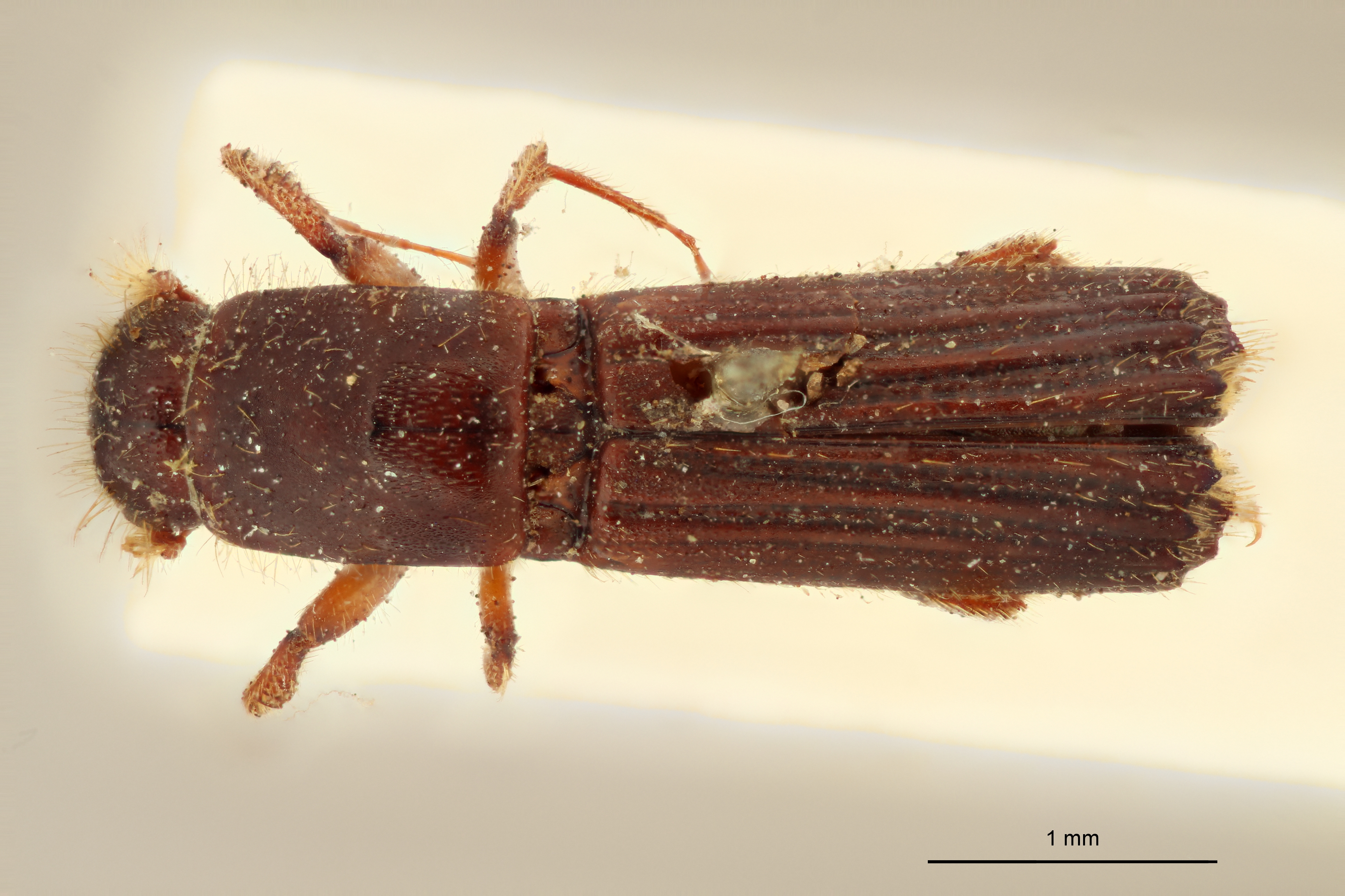 Tesserocerus elegans st D