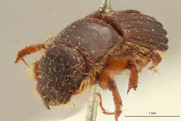 Tesserocerus elegans st F
