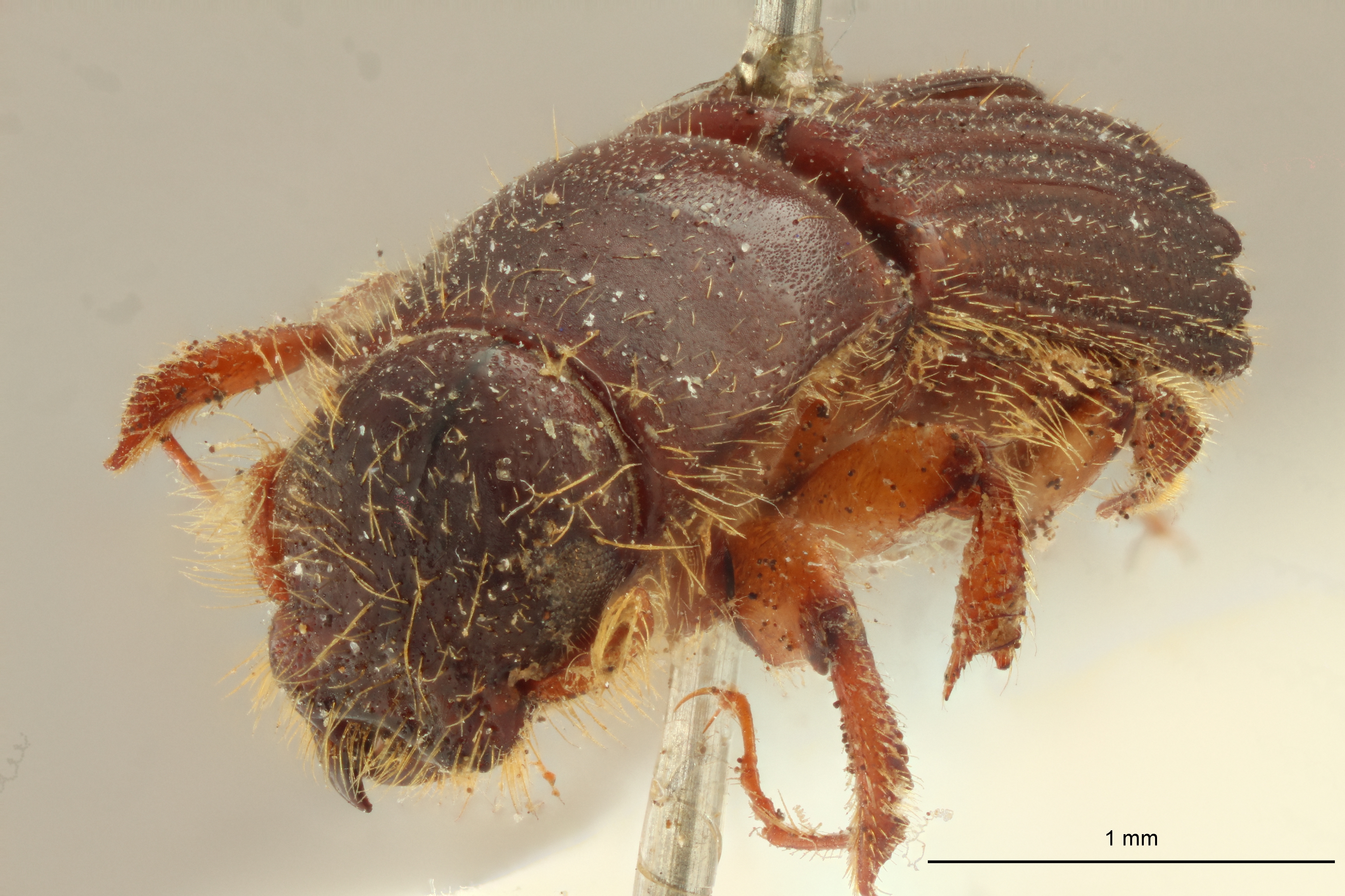 Tesserocerus elegans st F