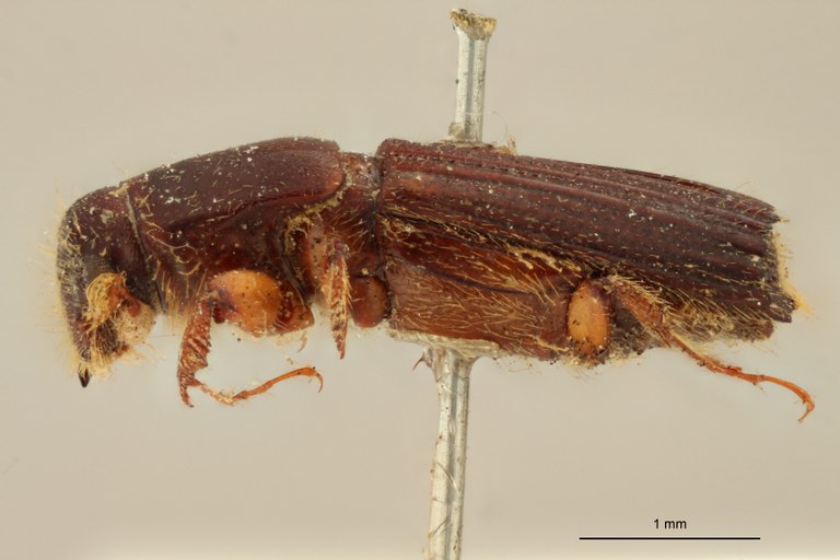 Tesserocerus elegans st L