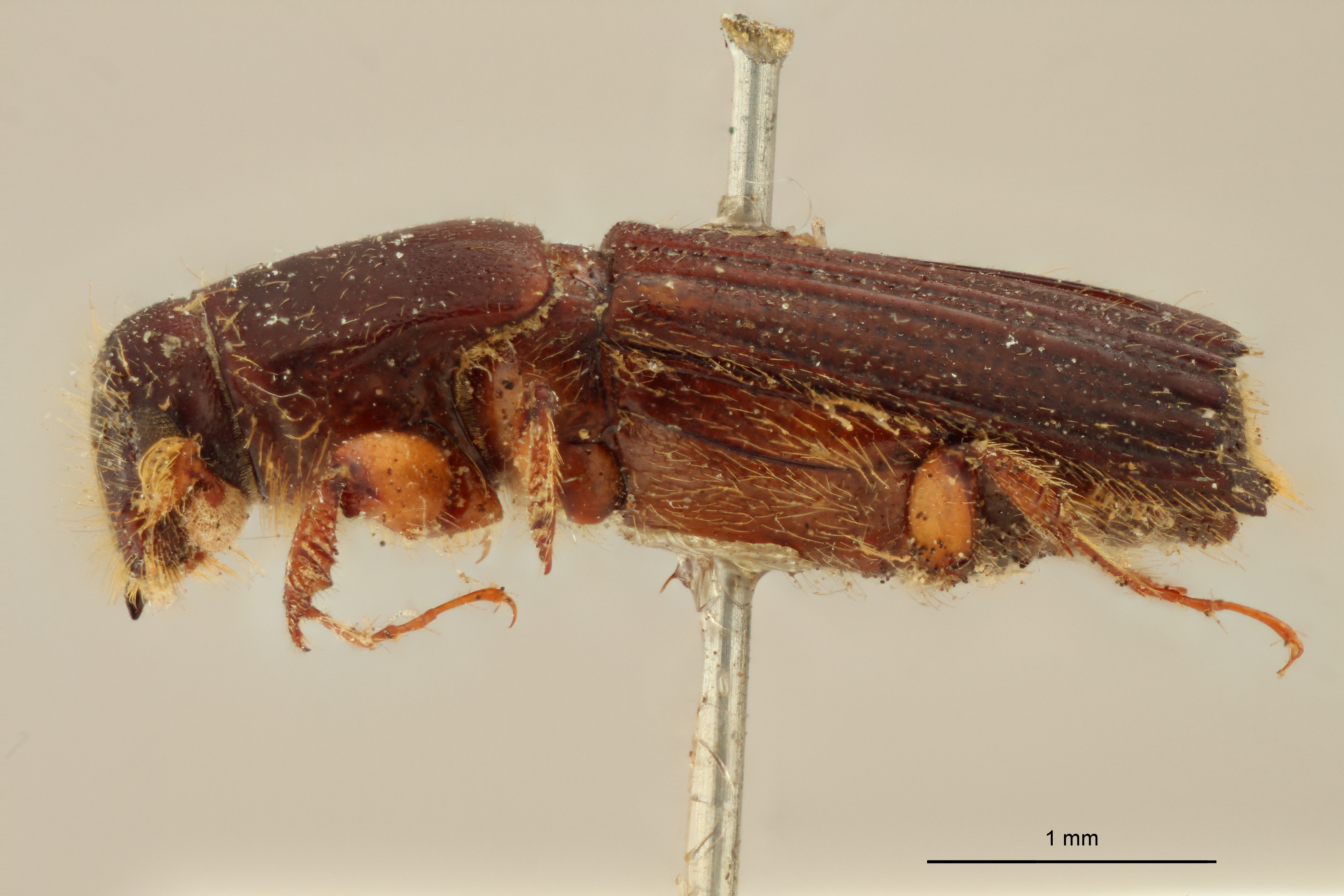 Tesserocerus elegans st L