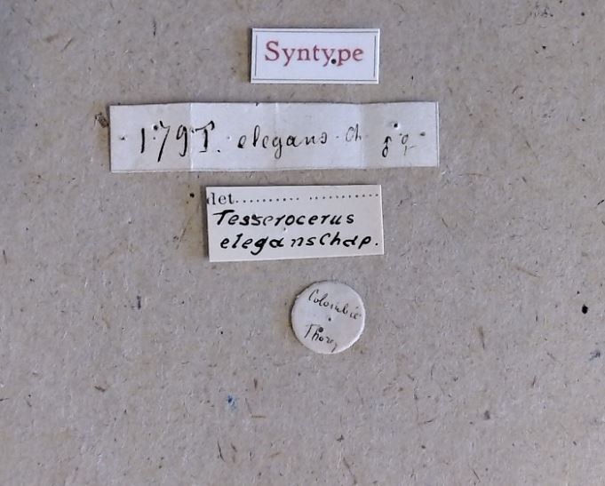 Tesserocerus elegans st Labels