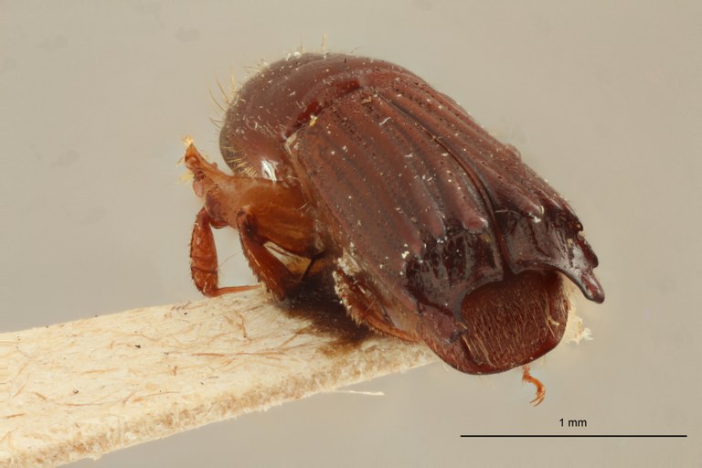 Tesserocerus guerini M st Ba Tesserocerus guerini M st Ba