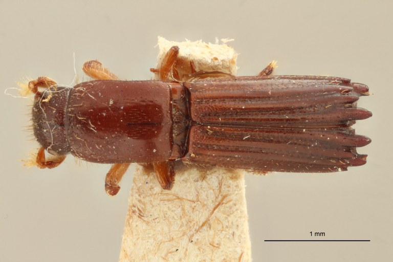 Tesserocerus guerini M st D Tesserocerus guerini M st D