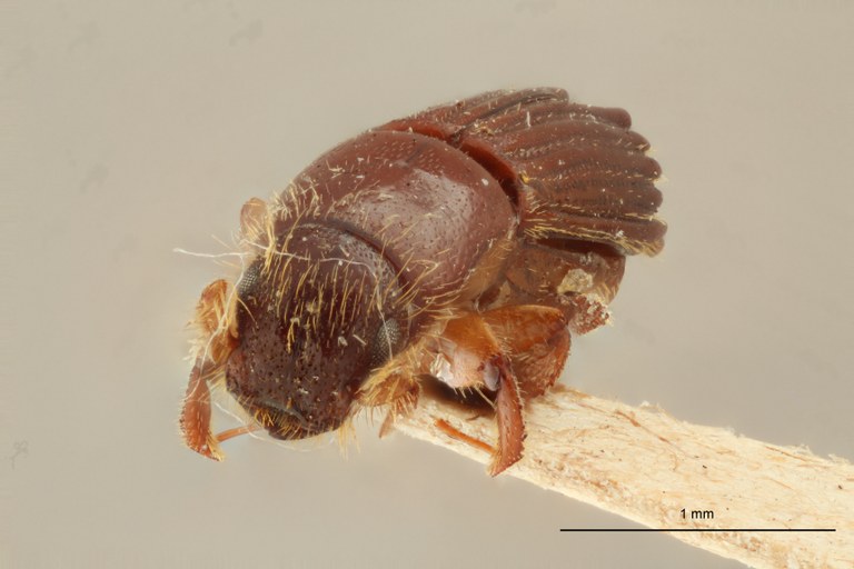 Tesserocerus guerini M st F Tesserocerus guerini M st F
