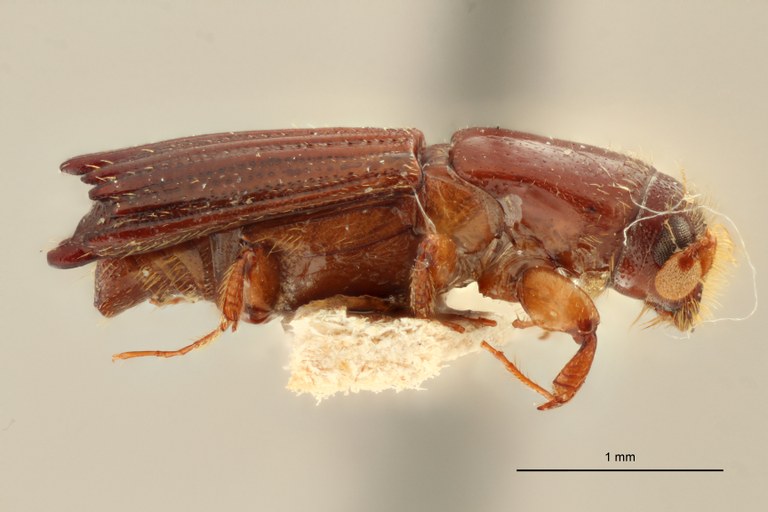 Tesserocerus guerini M st L Tesserocerus guerini M st L