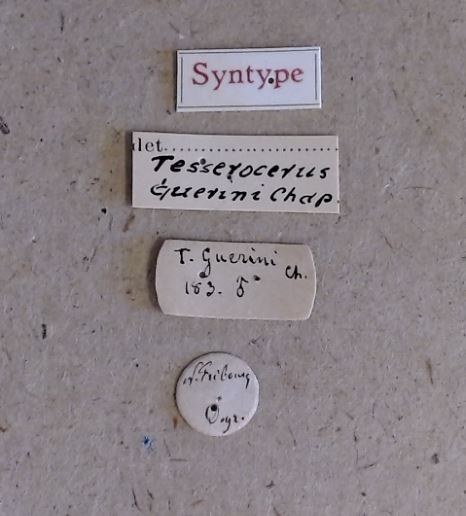 Tesserocerus guerini M st Labels Tesserocerus guerini M st Labels