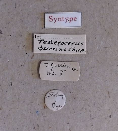 Tesserocerus guerini M st Labels