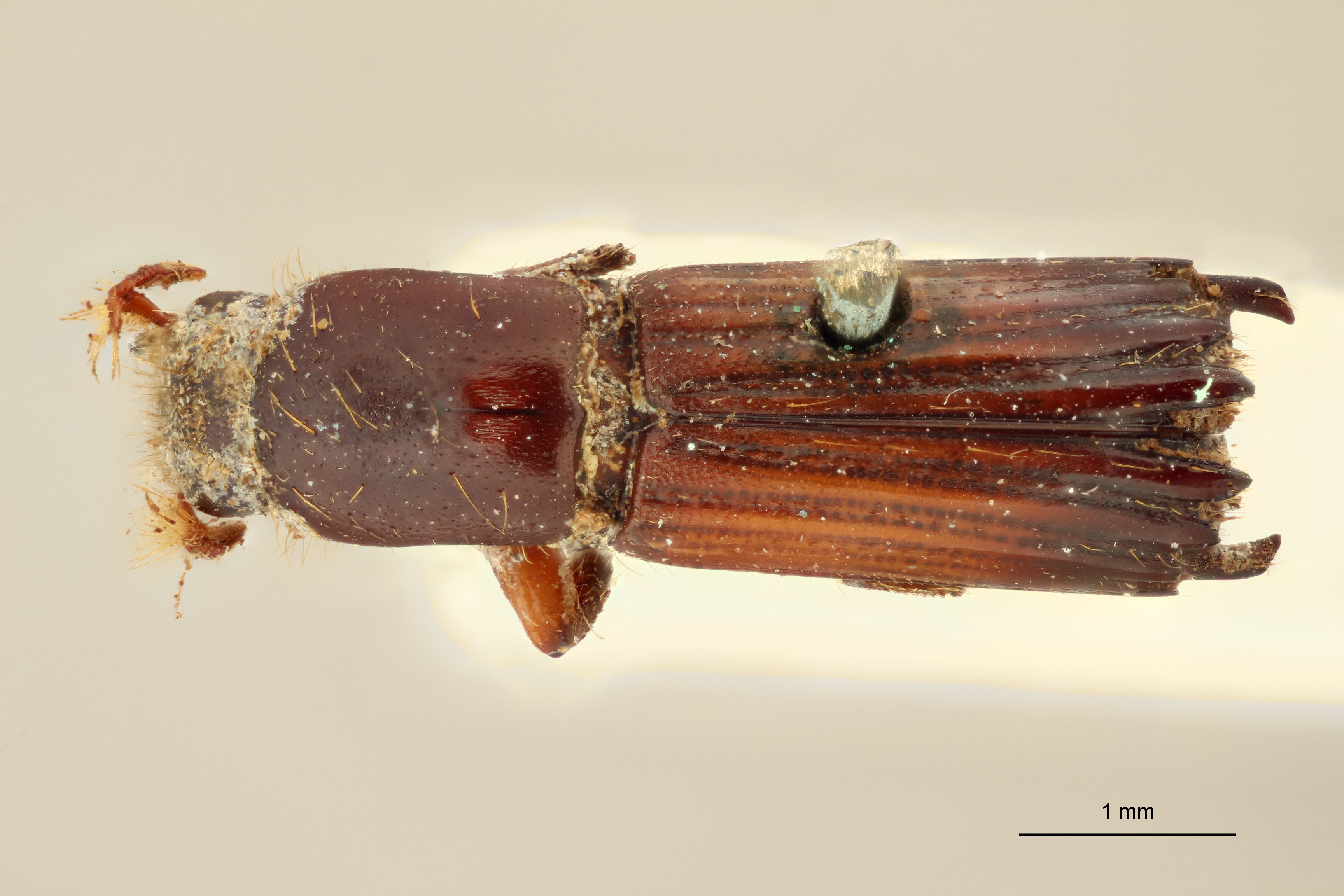 Tesserocerus insignis st D