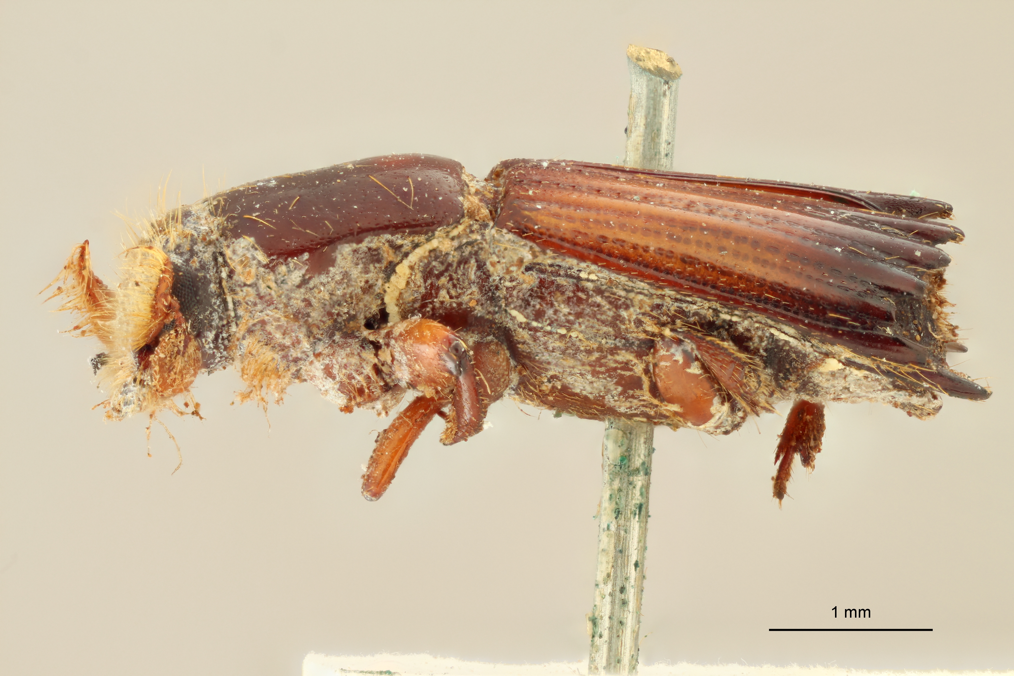 Tesserocerus insignis st L