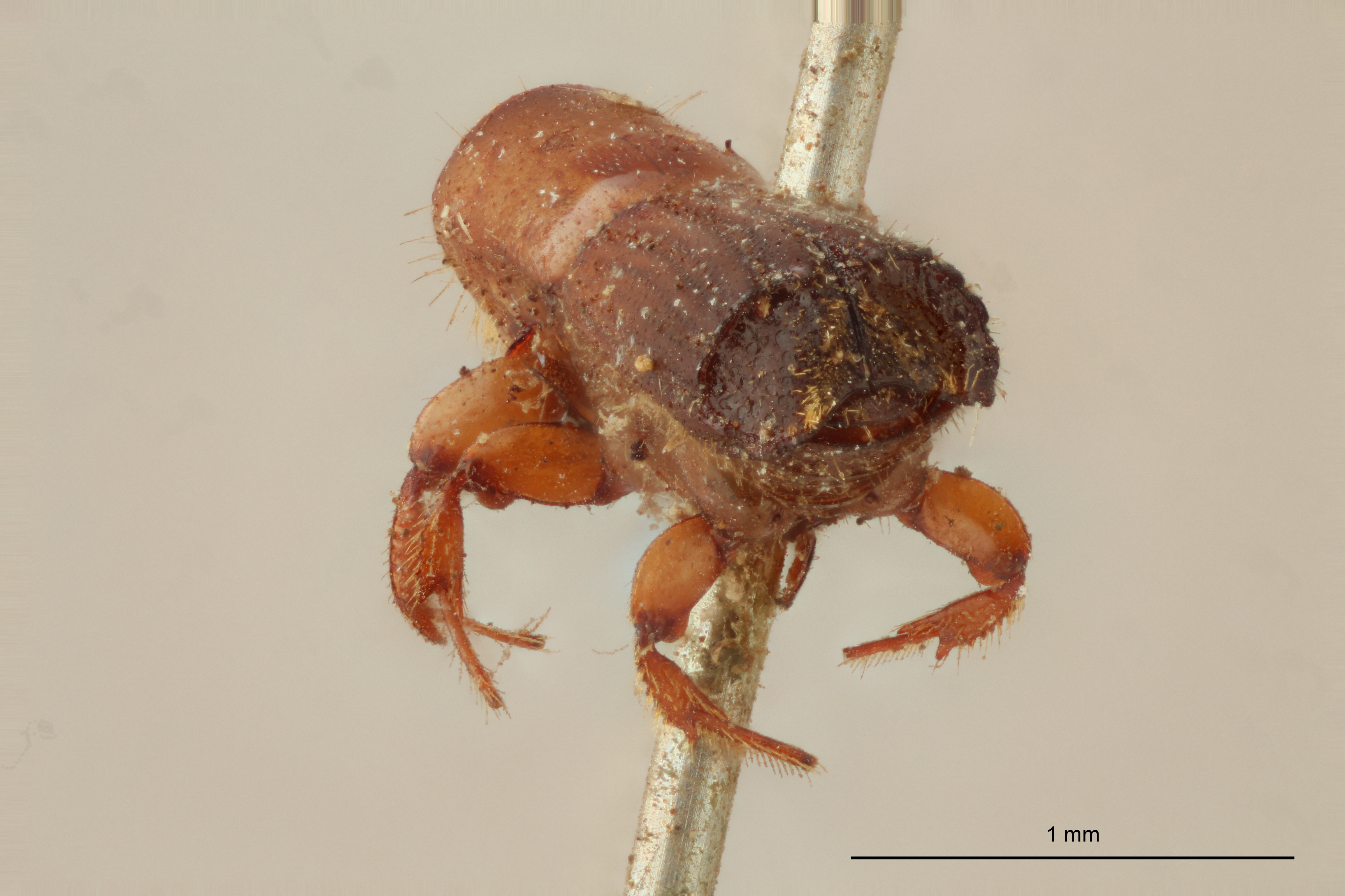 Tesserocerus morsi M t Ba