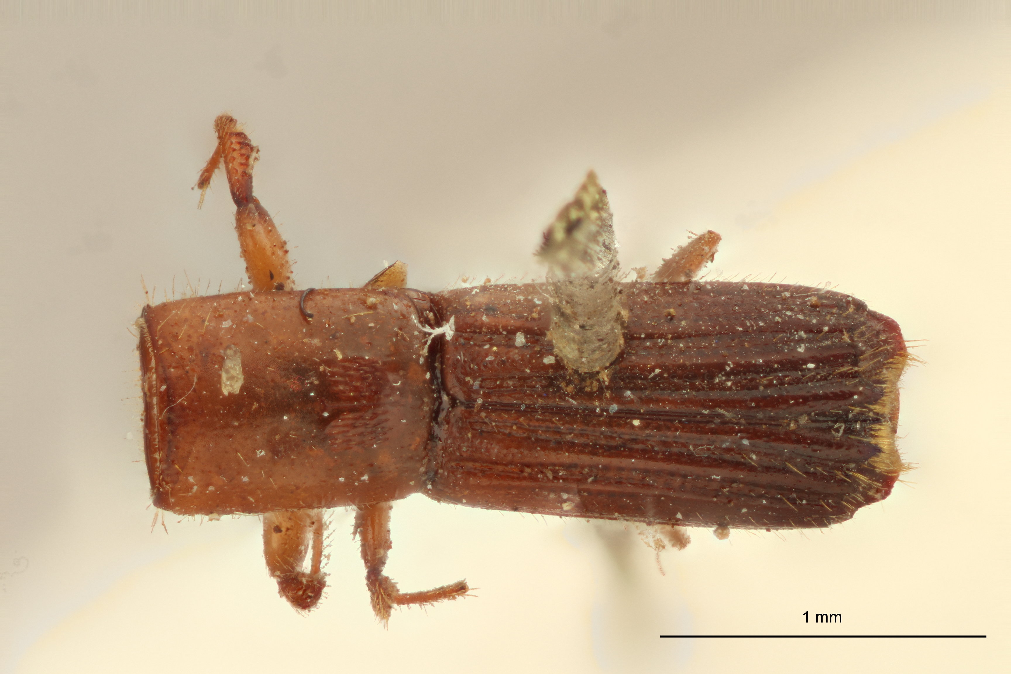 Tesserocerus morsi M t D