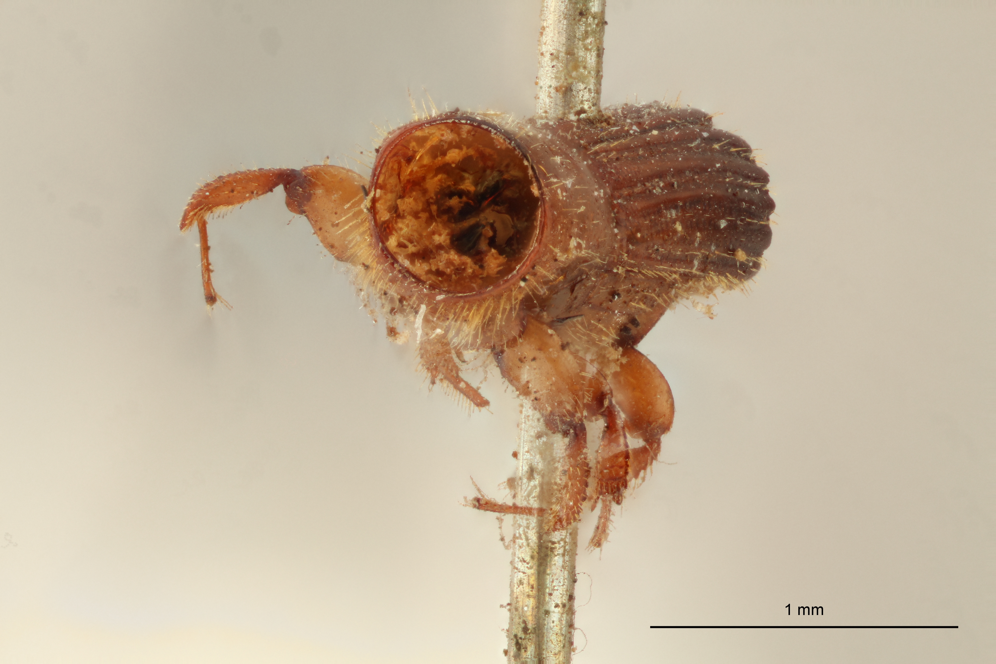 Tesserocerus morsi M t F
