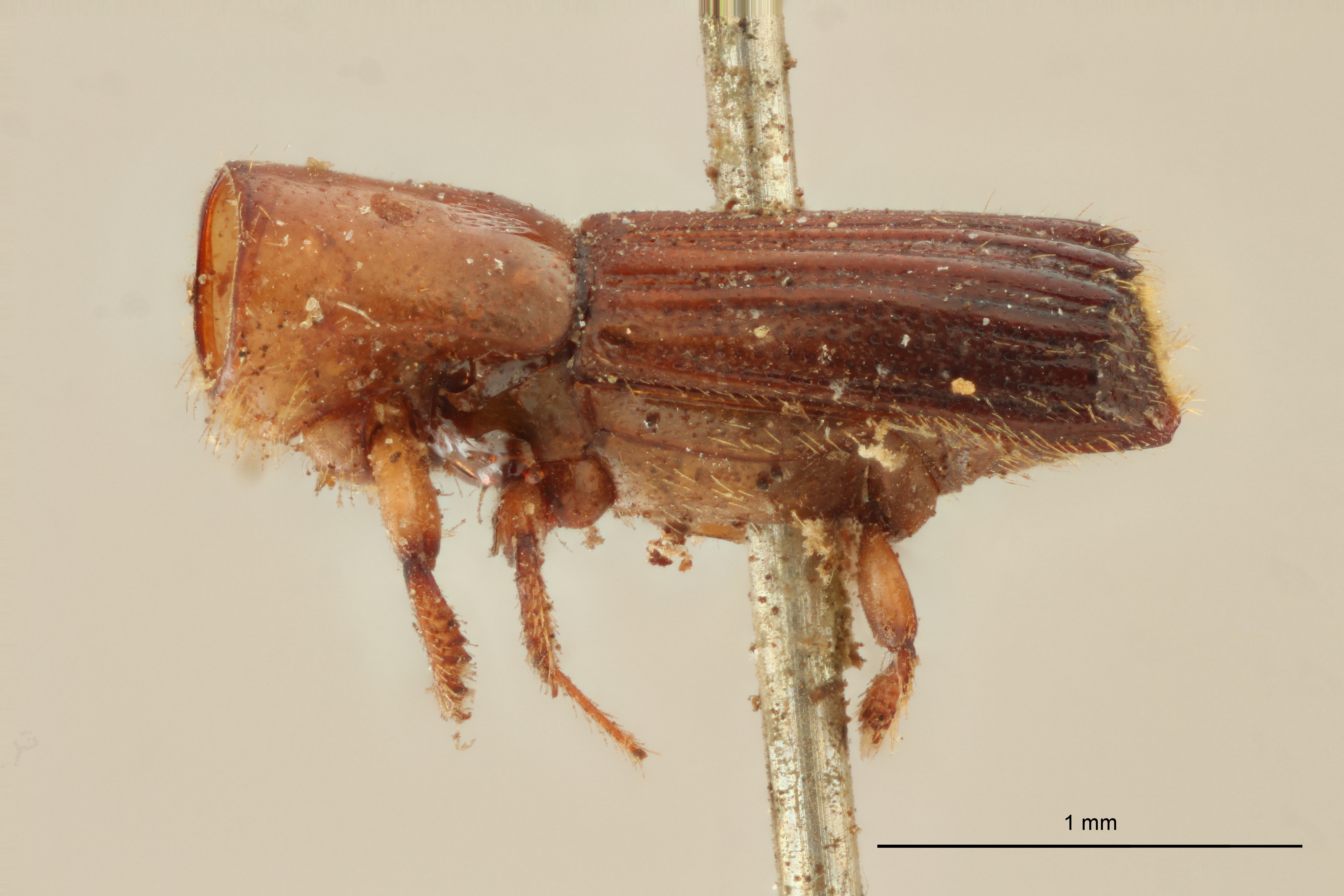 Tesserocerus morsi M t L