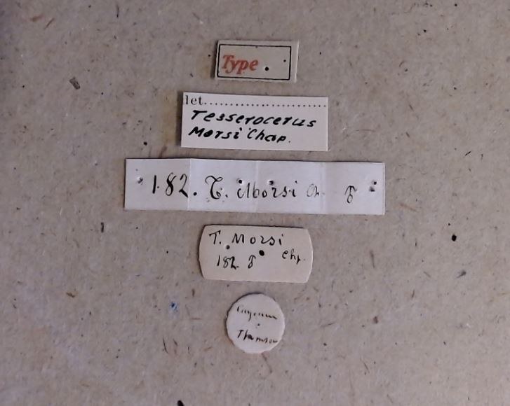 Tesserocerus morsi M t Labels Tesserocerus morsi M t Labels