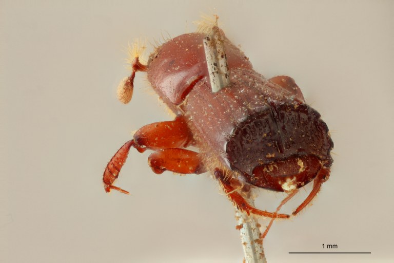 Tesserocerus spinolae M t Ba Tesserocerus spinolae M t Ba