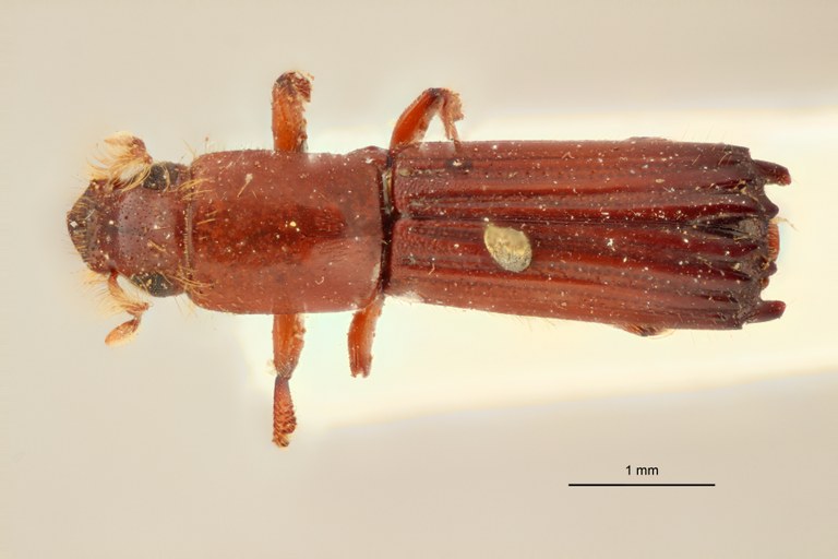 Tesserocerus spinolae M t D Tesserocerus spinolae M t D
