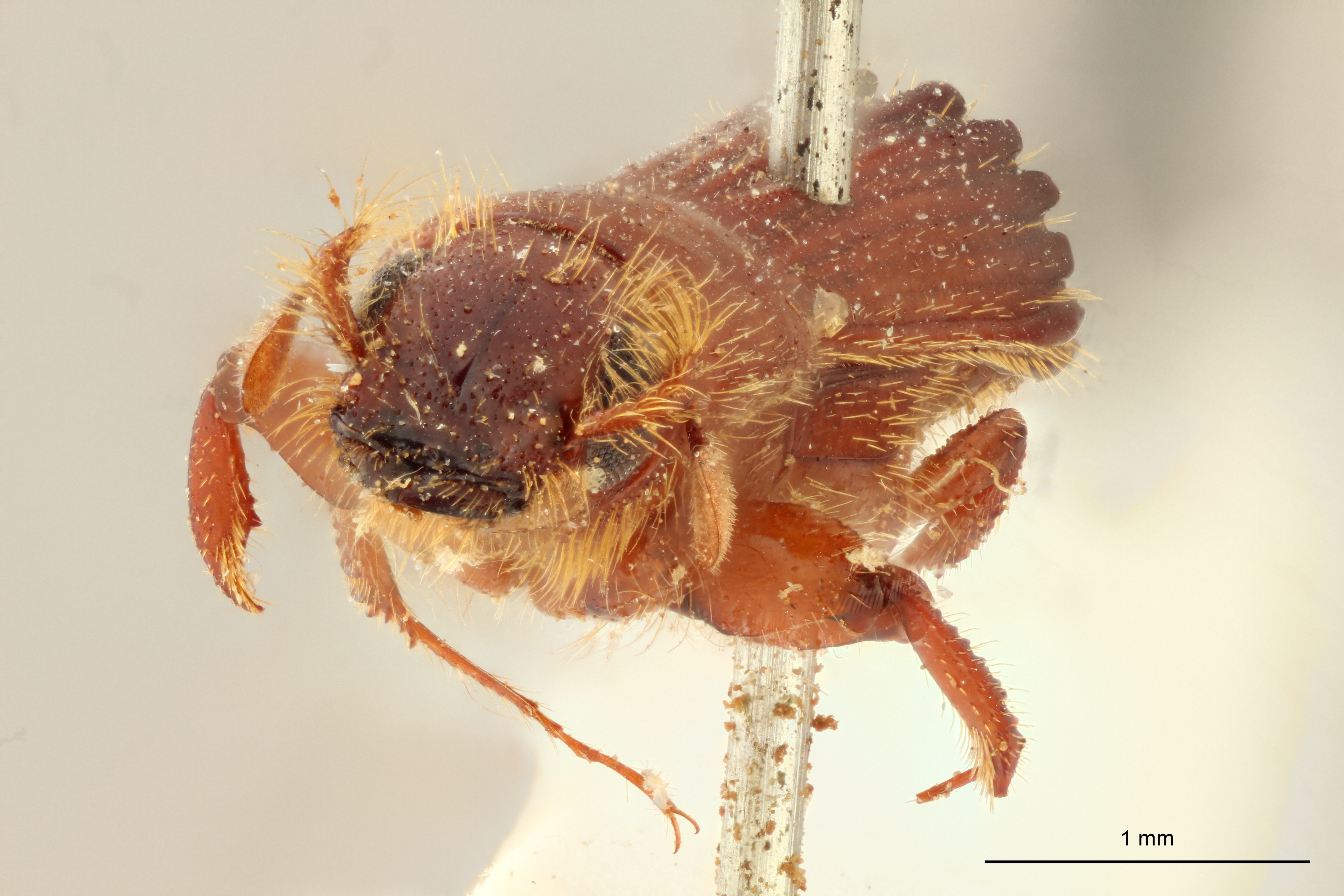Tesserocerus spinolae M t F