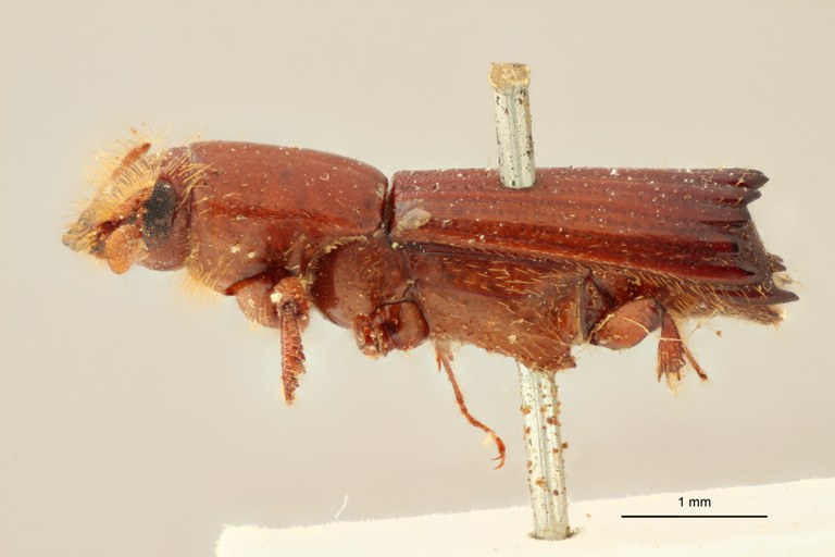Tesserocerus spinolae M t L Tesserocerus spinolae M t L