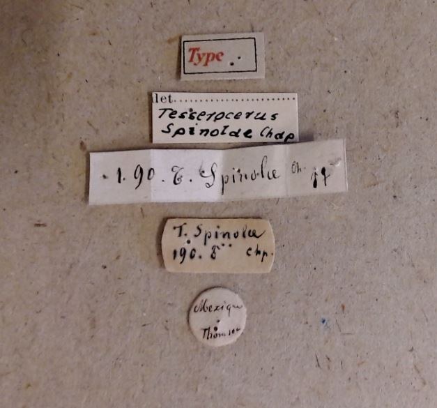 Tesserocerus spinolae M t Labels Tesserocerus spinolae M t Labels