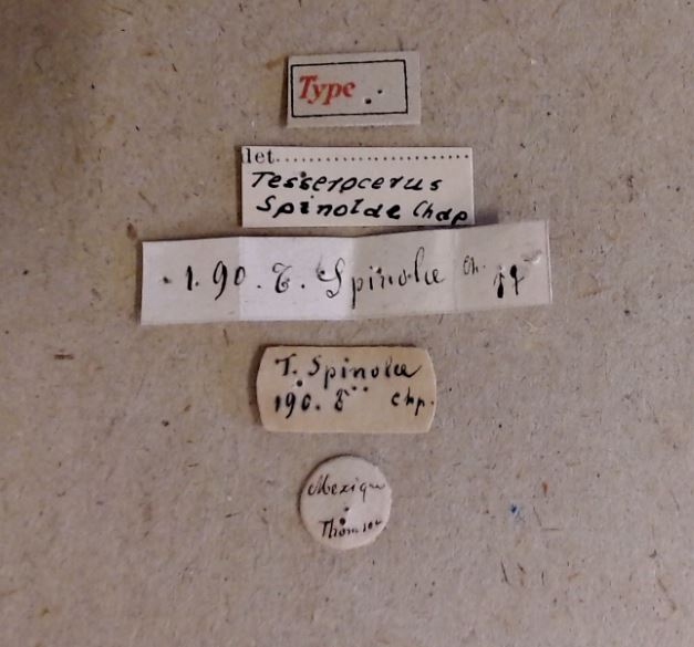 Tesserocerus spinolae M t Labels