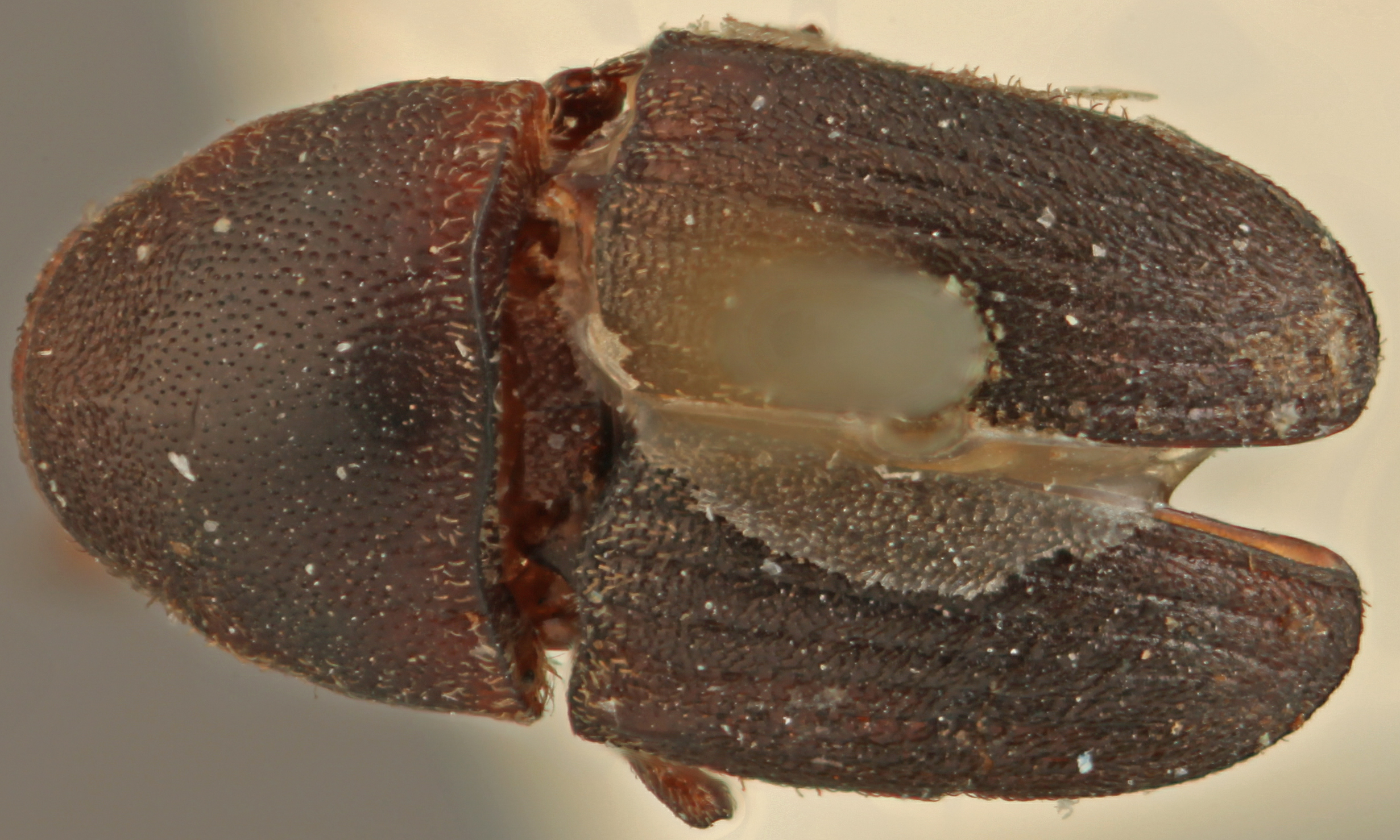 Ceratolepis jucundus dorsal.jpg