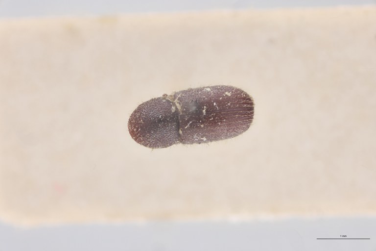 Coccotrypes dactyliperda St D.jpg