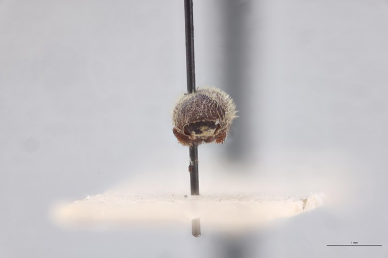 Coccotrypes dactyliperda St F.jpg