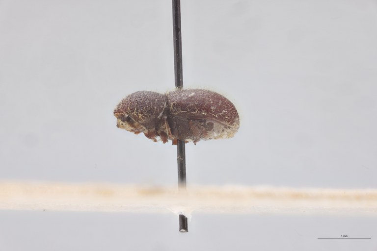 Coccotrypes dactyliperda St L.jpg