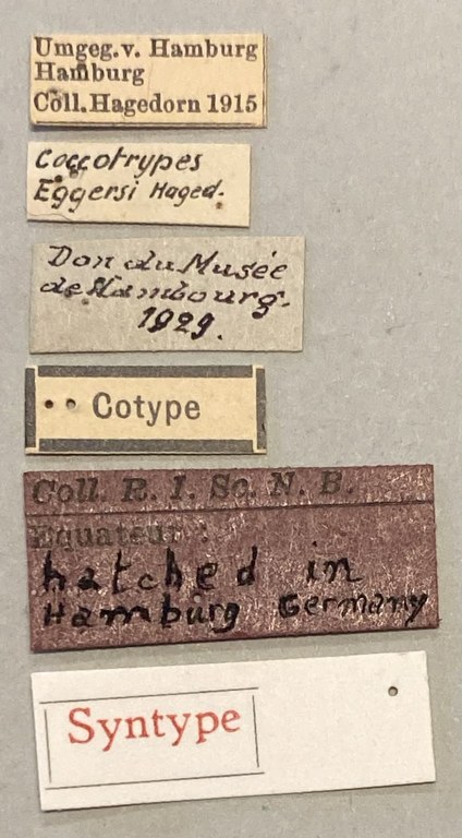 Coccotrypes dactyliperda St Labels.jpeg