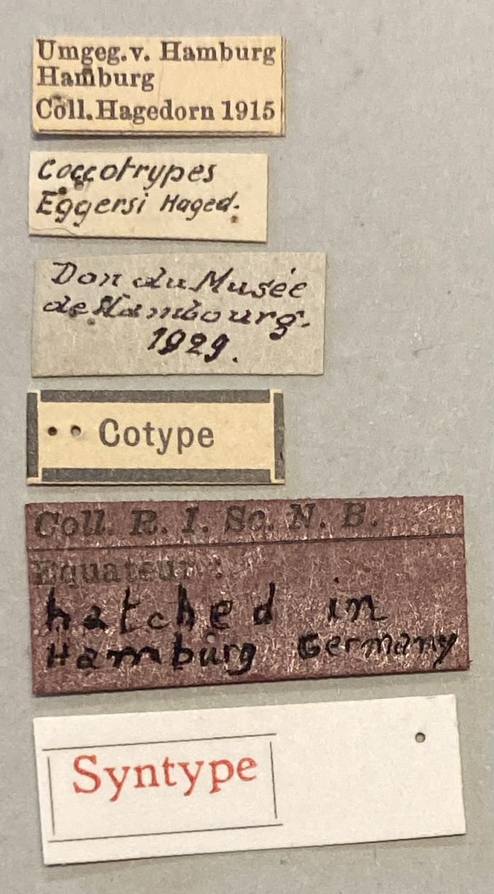 Coccotrypes dactyliperda St Labels.jpeg