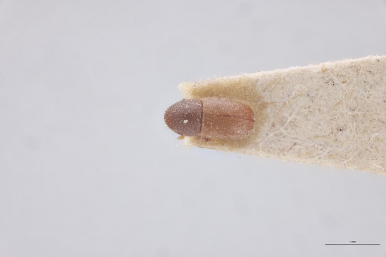 Coccotrypes robustus St D.jpg