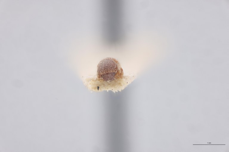 Coccotrypes robustus St F.jpg